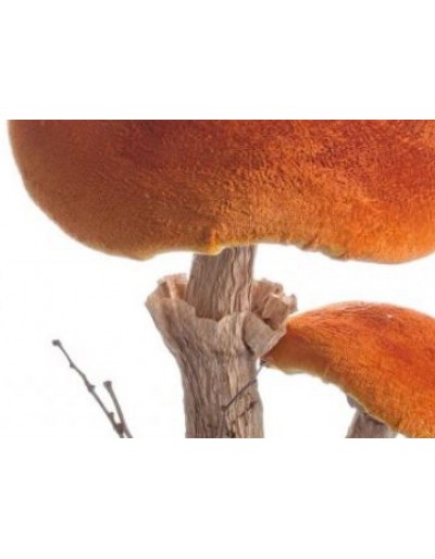 Funghi 2 pezzi Arancio Ovulo