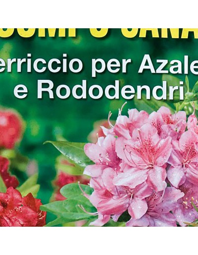 Różaneczniki azalii i rośliny kwasowe