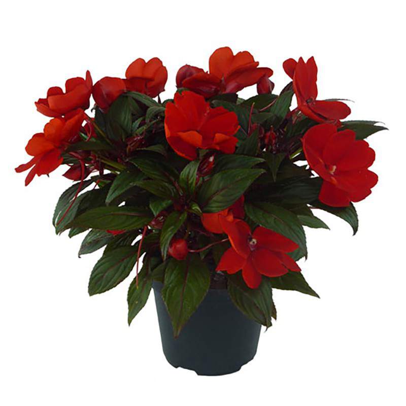 VASE DE NOUVELLE-GUINÉE 10 VASE DE NOUVELLE-GUINÉE 10