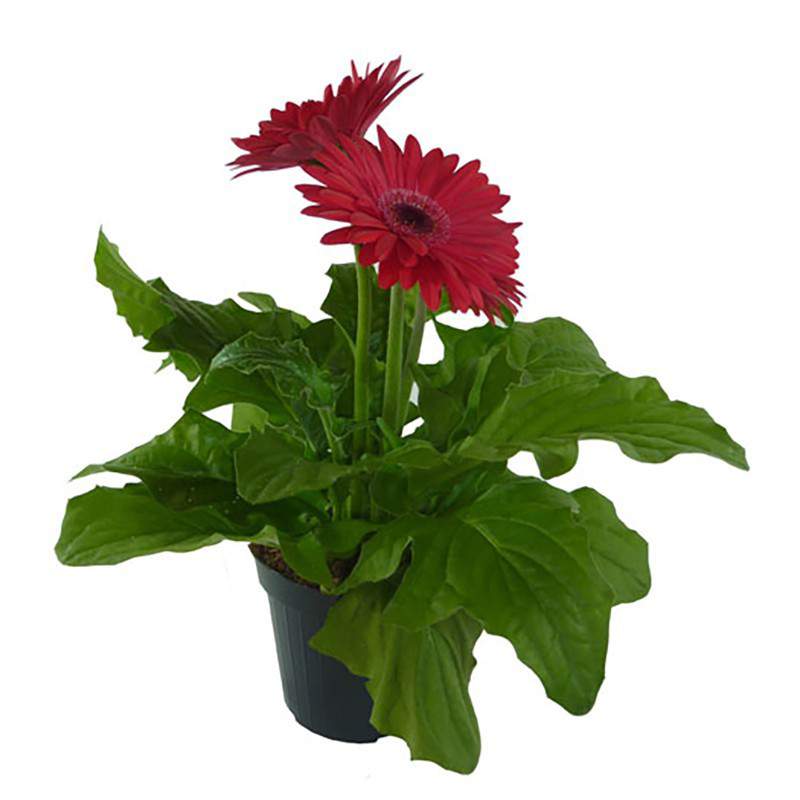 GERBERA