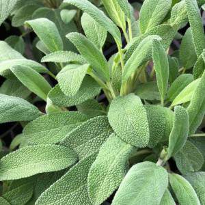 sage officinalis