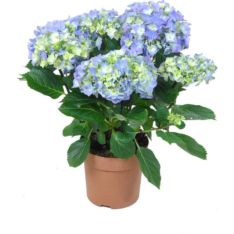 Vase Hydrangea 10 Vase Hydrangea 10