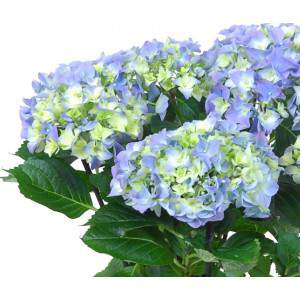 Pot de fleurs d’Hydrangea 10 cm