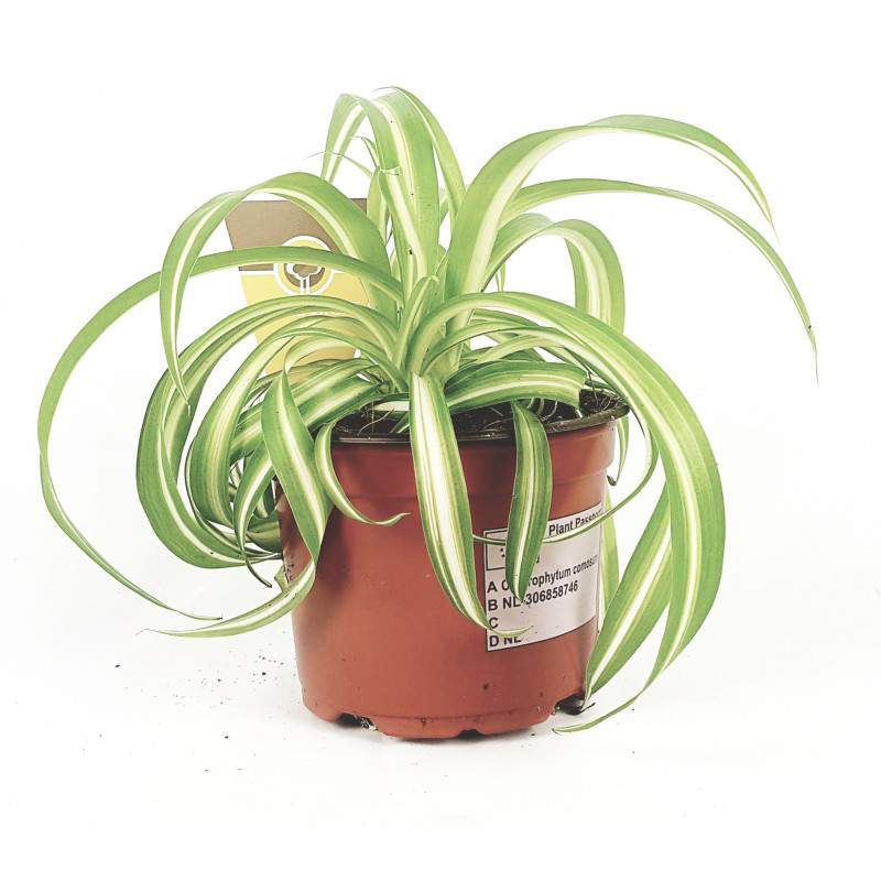 Chlorophytum variegatum vase 12 Chlorophytum variegatum vase 12