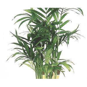 Palm Chamaedorea Elegans jarrón 9 cm
