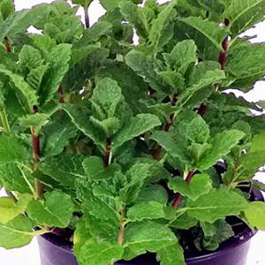 Menta piperita officinalis flowerpot 14 cm, leaf