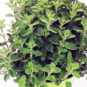 Oregano flowerpot 13 cm, leaf