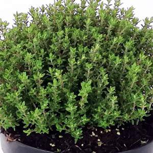 Thyme flowerpot 14 cm, leaf