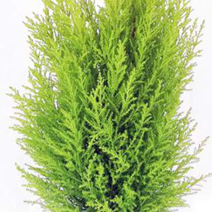 CUPRESSUS GOLDKAMM