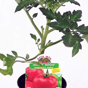 Sweet round tomato plant