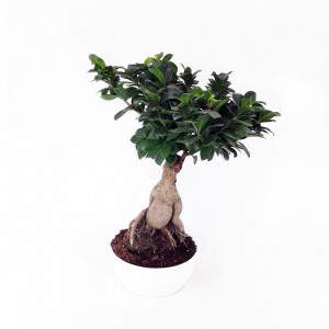 Bonsai Ficus Ginseng Vase 23 Keramik