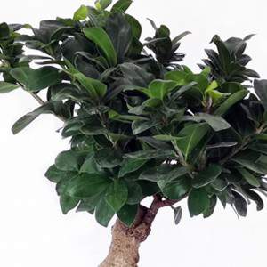 Bonsai Ficus Żeń-szeń średnia