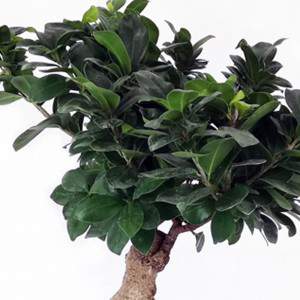 Bonsai Ficus Żeń-szeń ceramiczny garnek 23