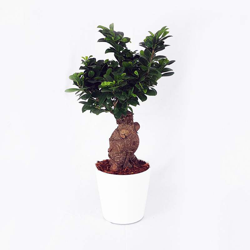 Maceta de cerámica Bonsai Ficus Ginseng 18