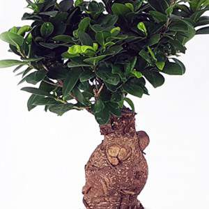 Bonsai Ficus Garnek ceramiczny żeń-szeń 18