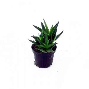 Florero aloe 10 cm