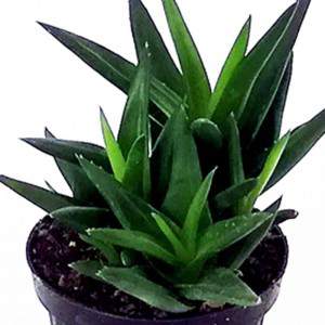 ALOE VERA deja JARRÓN 10