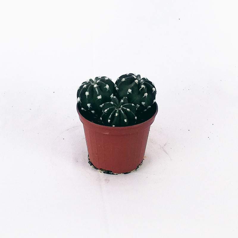 Jarrón Echinopsis 10