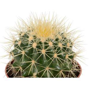 CACTUS GRUSONE VASO 10