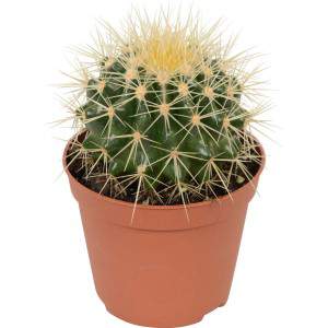 JARRÓN CACTUS GRUSONE 5