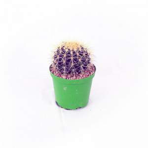 VASE CACTUS GRUSONE 10