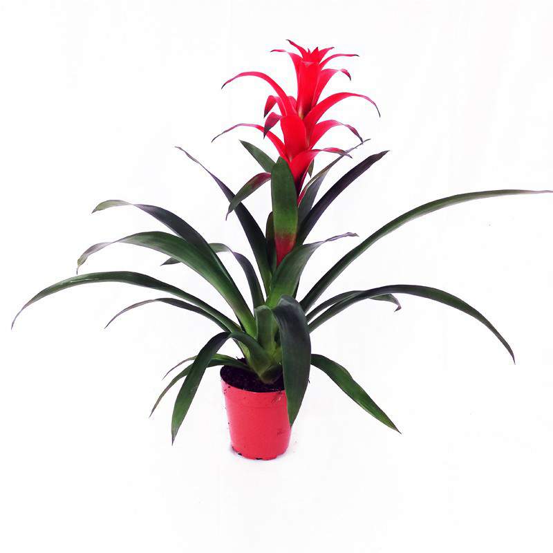 Jarrón Guzmania lingulata 15 cm