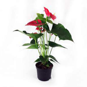 Jarrón Anthurium 17 cm