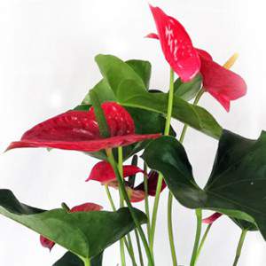 Jarrón Anthurium 17 cm