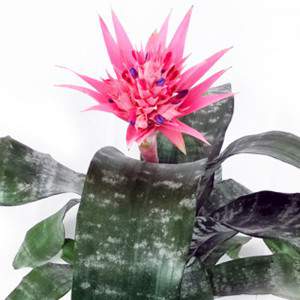 Jarrón Bilbergia Primera 15 cm