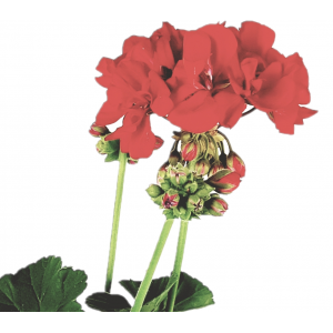 Zonal geranium red flower