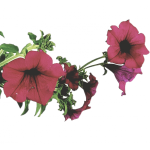 Surfinia hanging petunia fuchsia flowerpot 14 cm