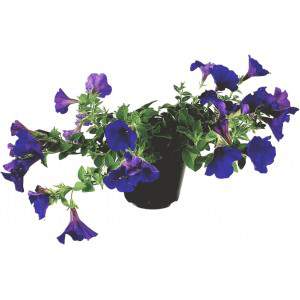 Surfinia oder Petunia fallen lila Vase 14