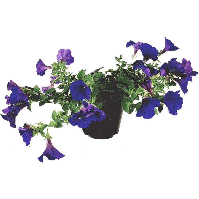 Surfinia ou pétunia tombant vase lilas 14 Surfinia ou pétunia tombant vase lilas 14
