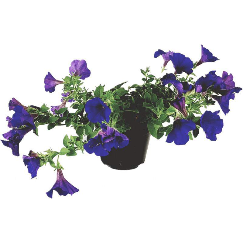 Surfinia ou pétunia tombant vase lilas 14