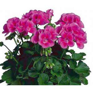 ZONAL GERANIUM fuksja wazon 14