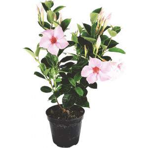 Vase rose dipladenia 14