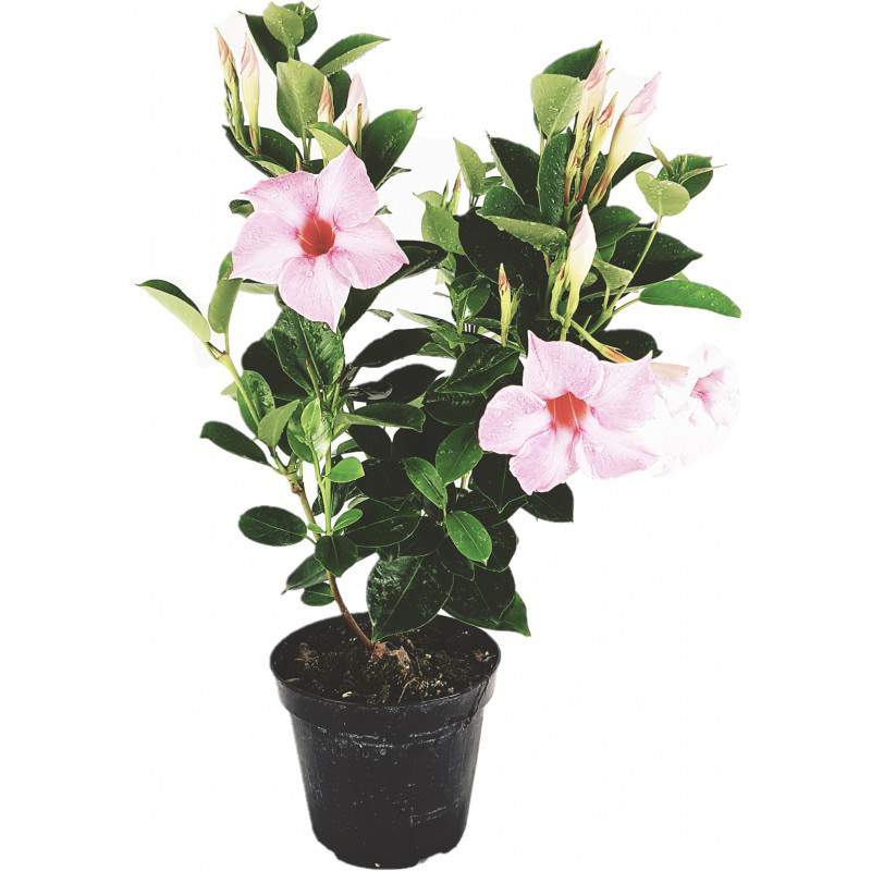 Vase rose dipladenia 14