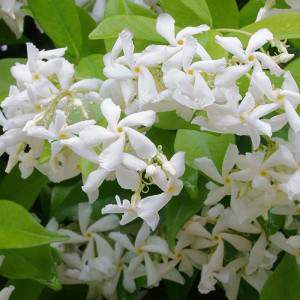 Fake jasmine white flower