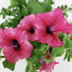 Florero colgante petunia Surfinia o Hot Red 14