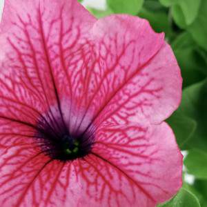 Fleur rose de surfinia
