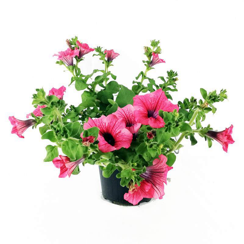 Florero colgante petunia Surfinia o Hot Red 14