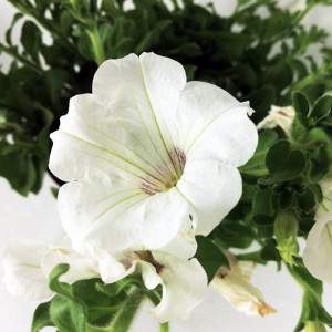 biały kwiat surfinii w wazonie14