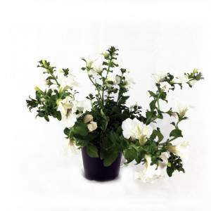 Surfinia or petunia hanging pot 14