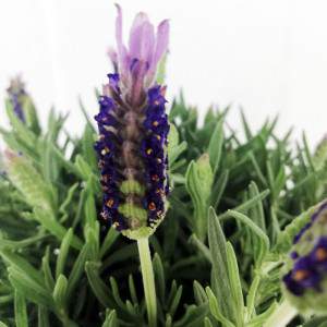 Lavanda Stoechas vaso 14