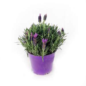 Florero de lavanda Stoechas 14