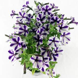 Surfinia or hanging petunia violet striped vase 14