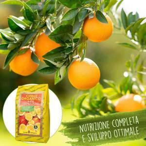 Sacchetto citrus organico