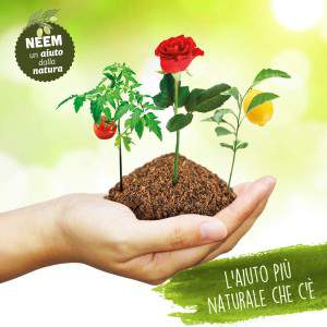 Neem - a ajuda mais natural que existe