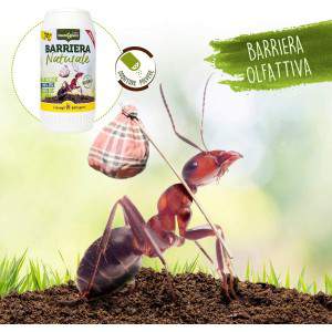Barrera olfativa