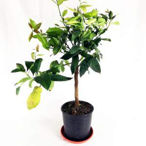 Lemon tree 22cm